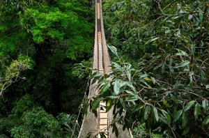 Rainsforest canopy near Iquitos, Peru