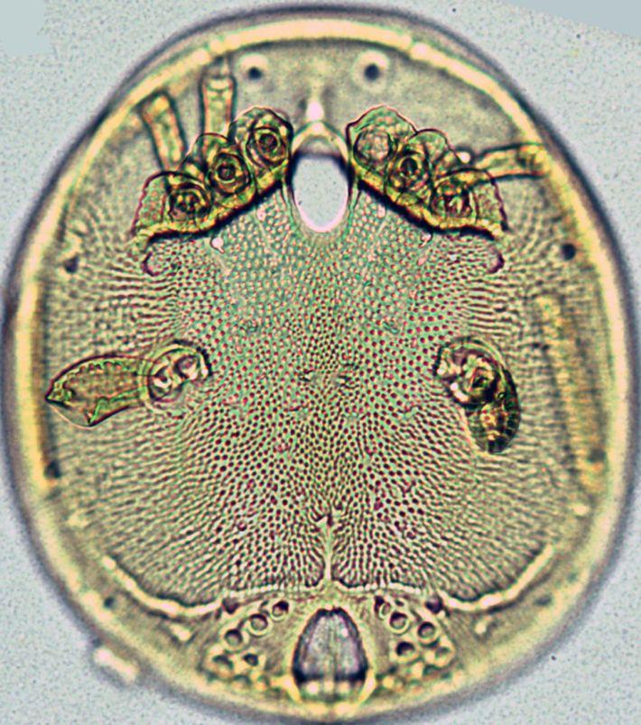 New Water Mite Species