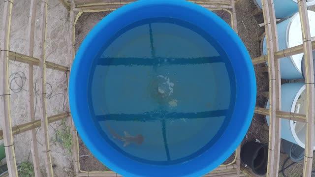 Shark swimming during experimental trial