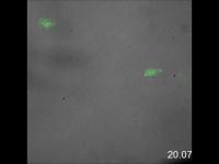 A Secret to Making Macrophages (1 of 2)