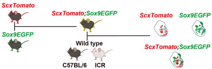Figure 1. Breeding strategy for ScxTomato;Sox9EGFP double-reporter mice