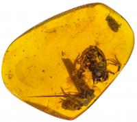 Fossils Include New Species Known as <i>Electrorana limoae</i>
