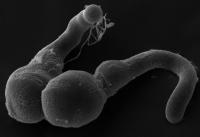 Pollen Tubes in Formation