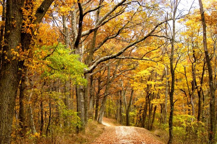 Central Appalachian Forests and a Changing Climate