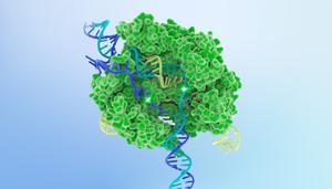 : 3D illustration of a CRISPR-Cas9 protein (green) bound to DNA strands (blue and yellow) on a light blue background.