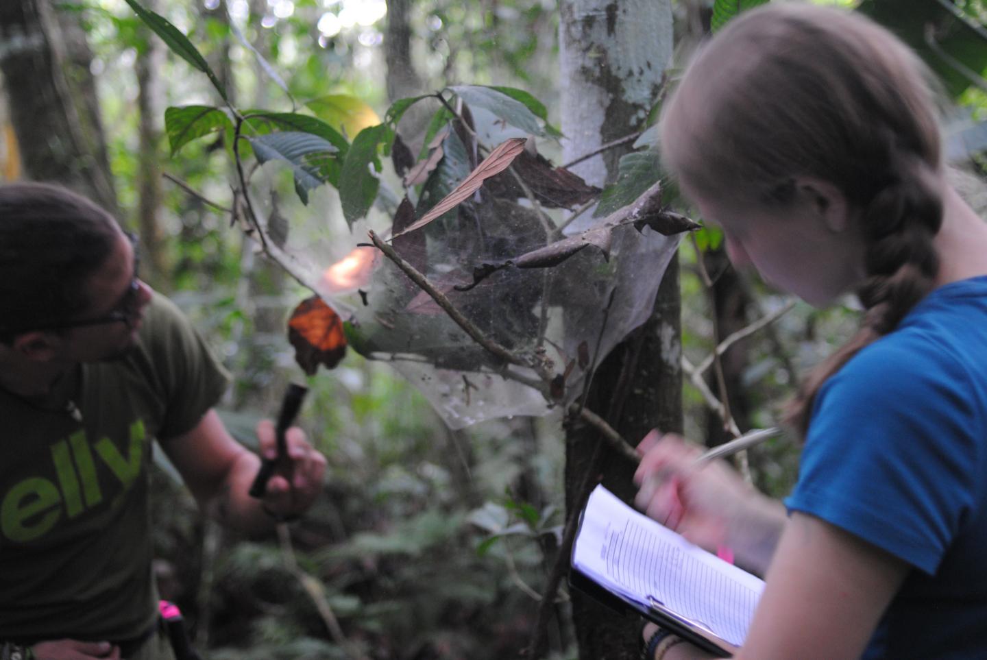 Anelosimus Spiders Live in Groups if Environmental Conditions Make It Too Difficult to Live Alone