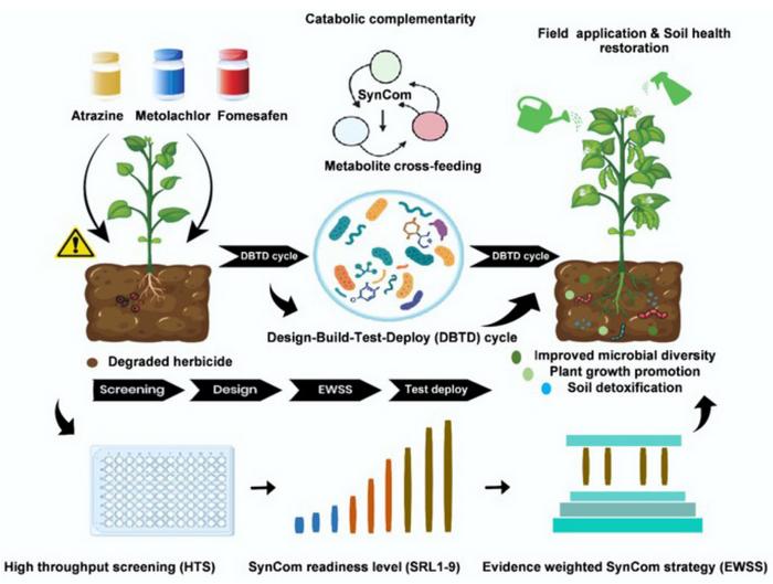Mechanistic insights into designing synthetic microbial communities to accelerate herbicide biodegradation in soils