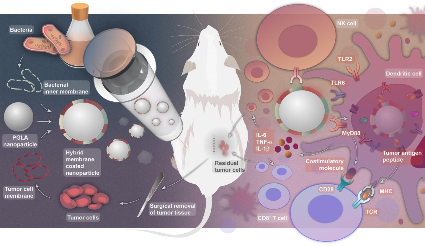 How to make the personalized antitumor vaccine and how it works