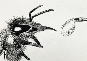 The proboscis extension reflex to test learning in bees