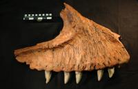 The Toothed Jawbone of Carcharodontosaurus saharicus.