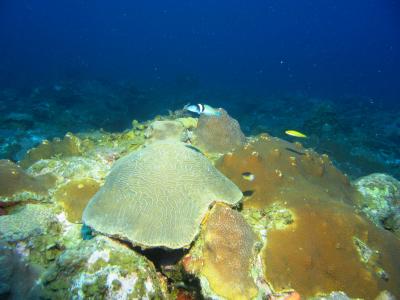 Platy Coral