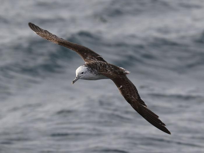 Shearwater flying