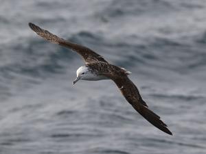 Shearwater flying