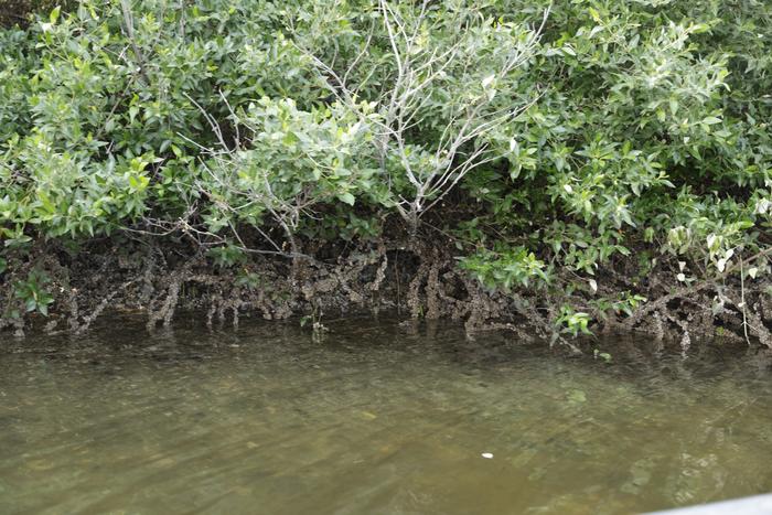 Carbon “sponges.”