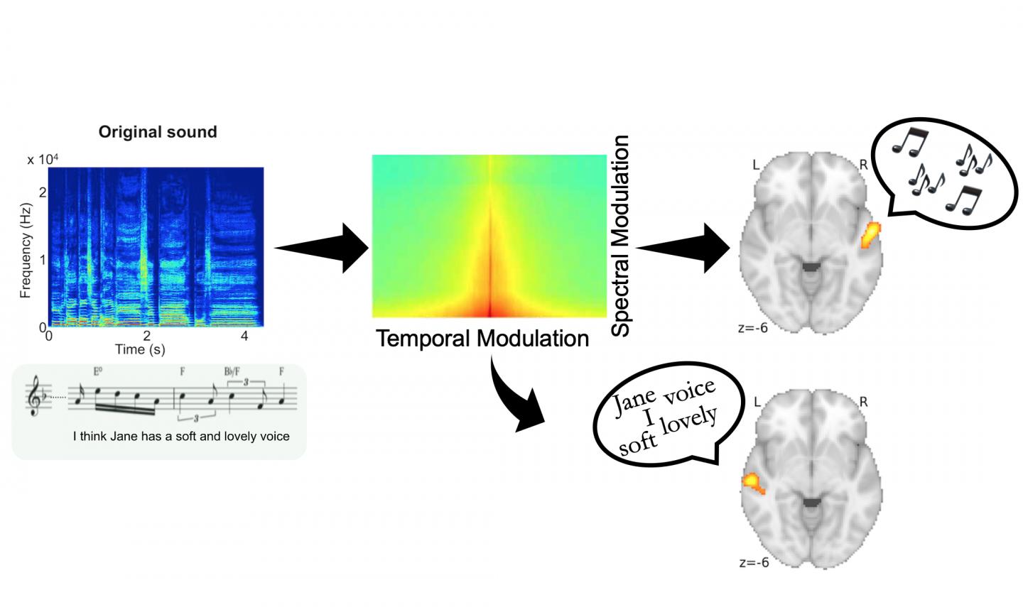 Speech and Music Specialization