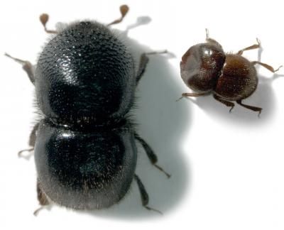 <i>Hadrodemius globus</i> Female and Male