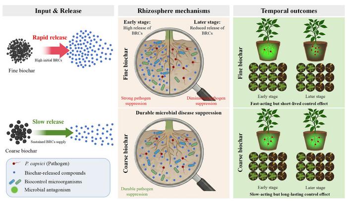 Particle size influences biochar-mediated control of pepper Phytophthora blight: linking released compounds to soil microbial disease suppression