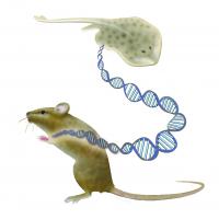 Genetic Switch With an Ancient History