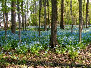 Virginia bluebells at Trelease Woods.