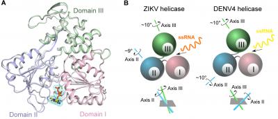 Cracking the Mystery of Zika Virus Replication