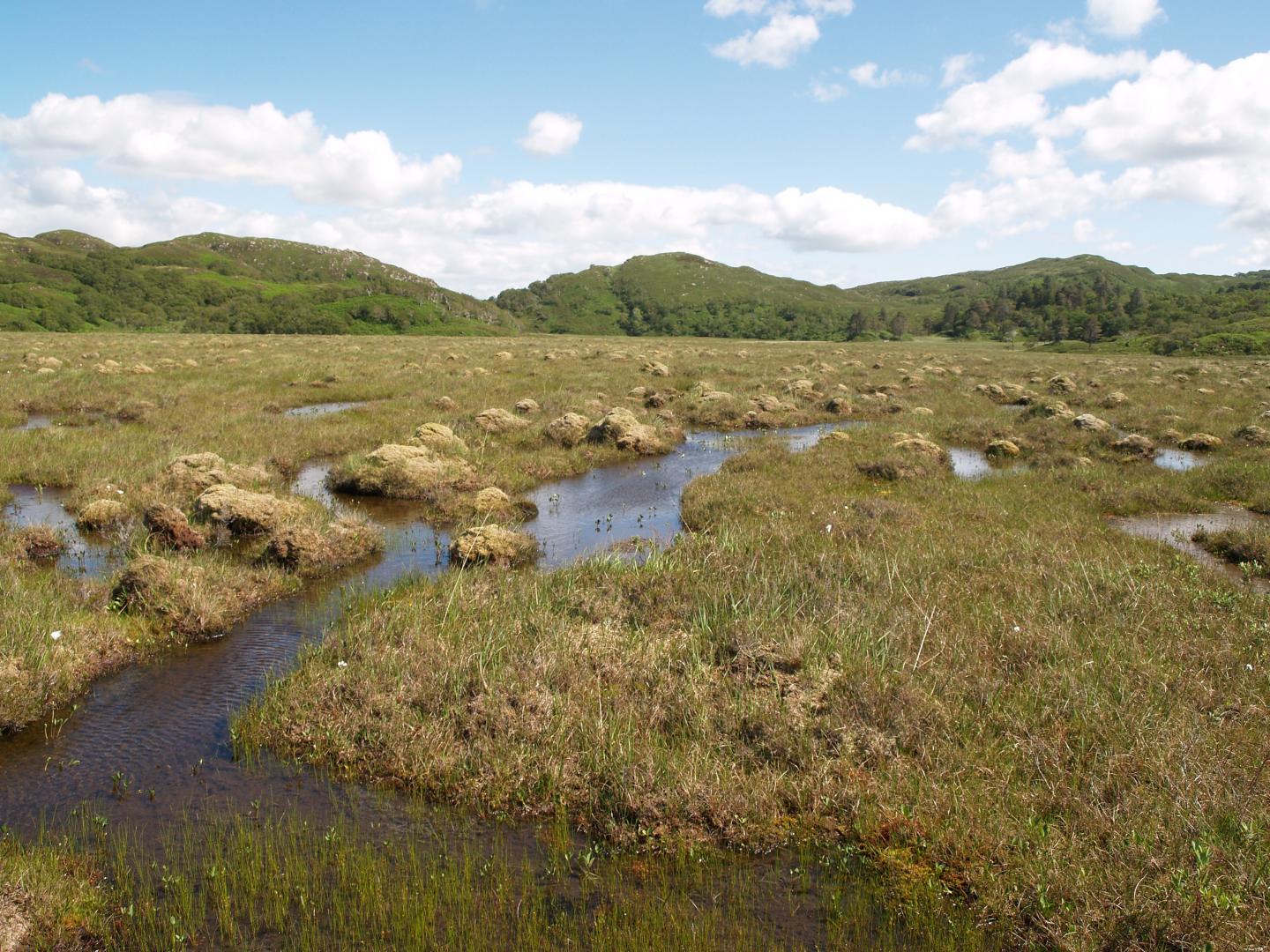Peatland