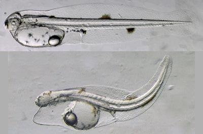 Tuna Embryo Exposed to Deepwater Crude Oil