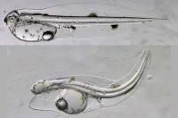Tuna Embryo Exposed to Deepwater Crude Oil