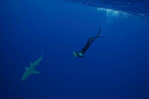 Diver swimming with shark during an experiential shark ecotourism program