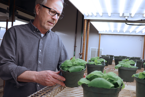 Greg Martin in growth chamber