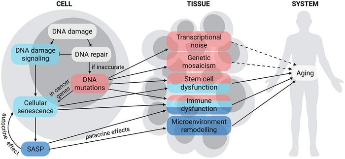Assessing mechanisms and evidence of a causal role for cellular senescence and somatic mutations in aging