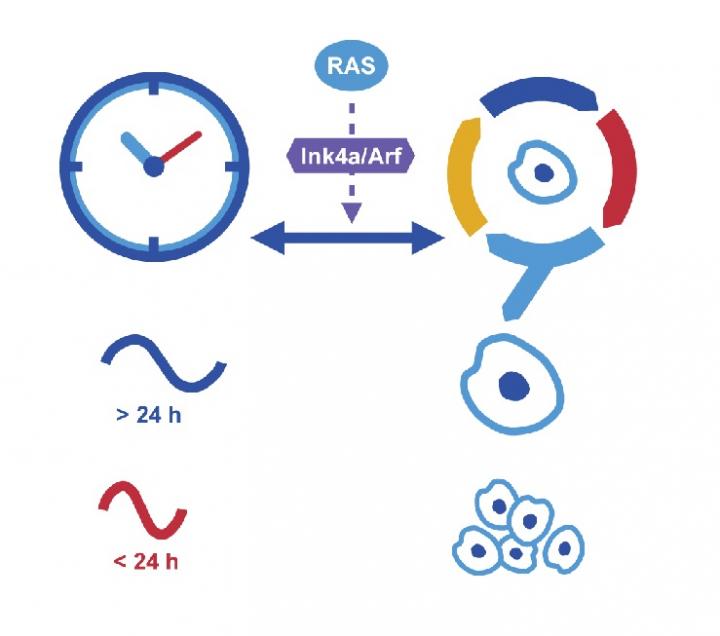 Time Matters: Does Our Biological Clock Keep Cancer at Bay?