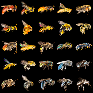 Australian bee display