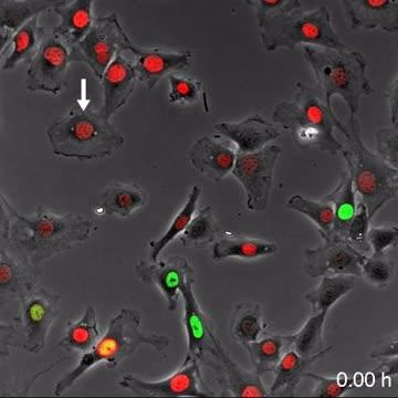 Cell Proliferation