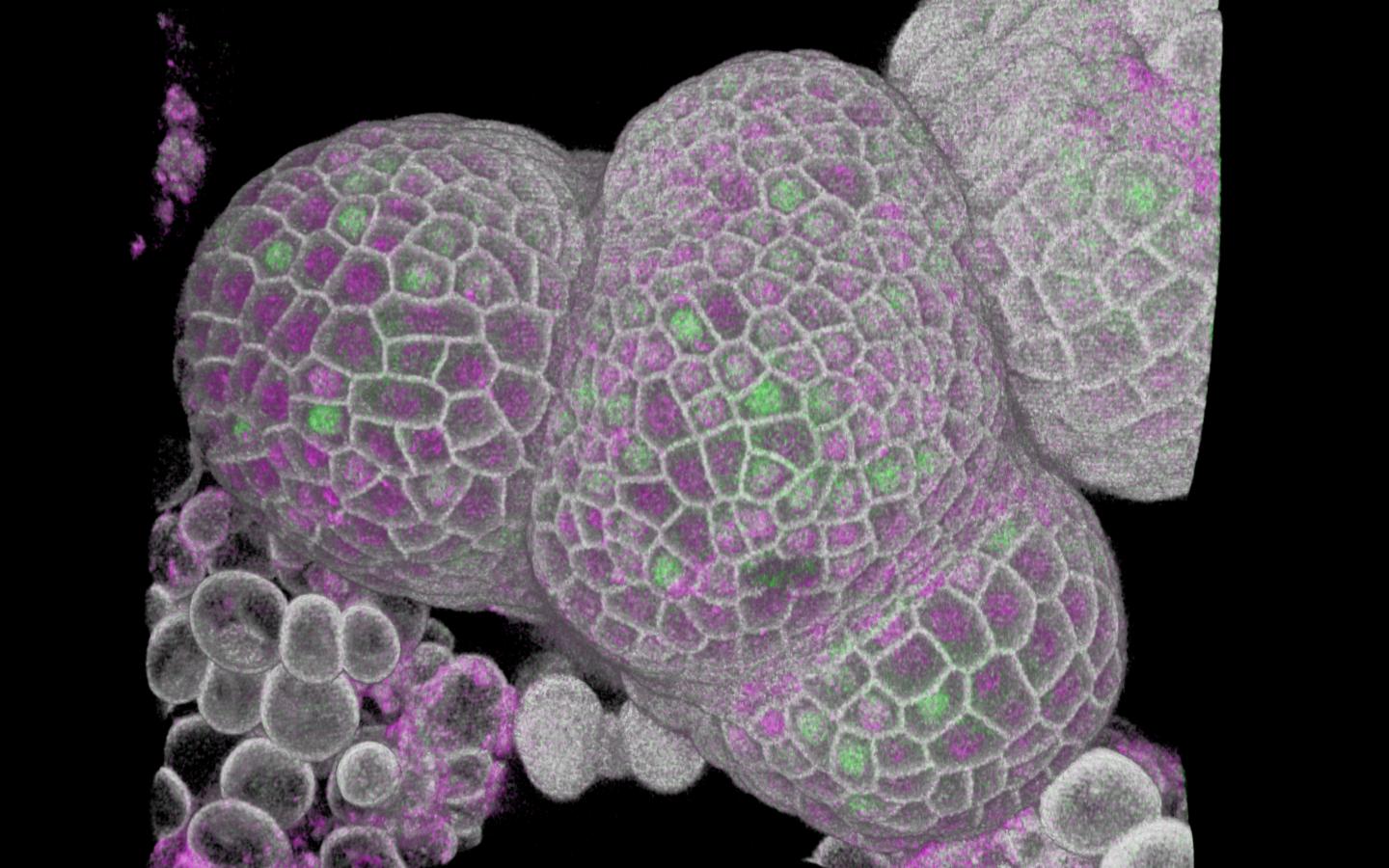 How cells measure up