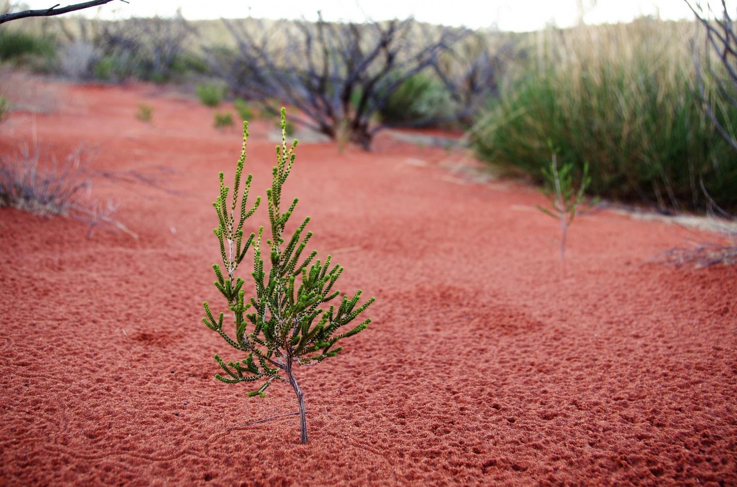 Desert Myrtle