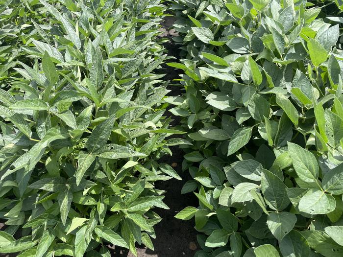 Soybean field trials with narrow and broad leaf lines