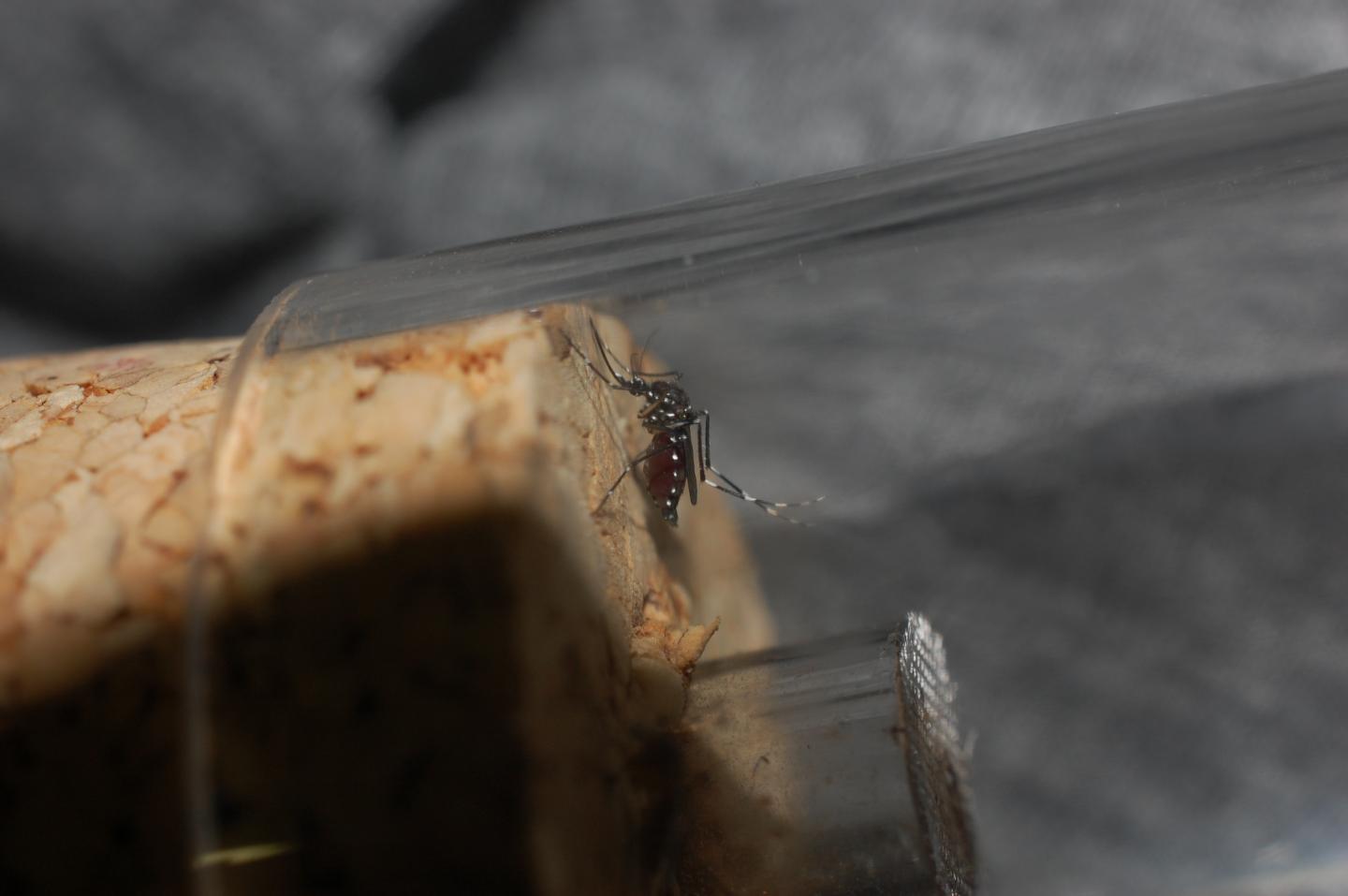 Asian Tiger Mosquito