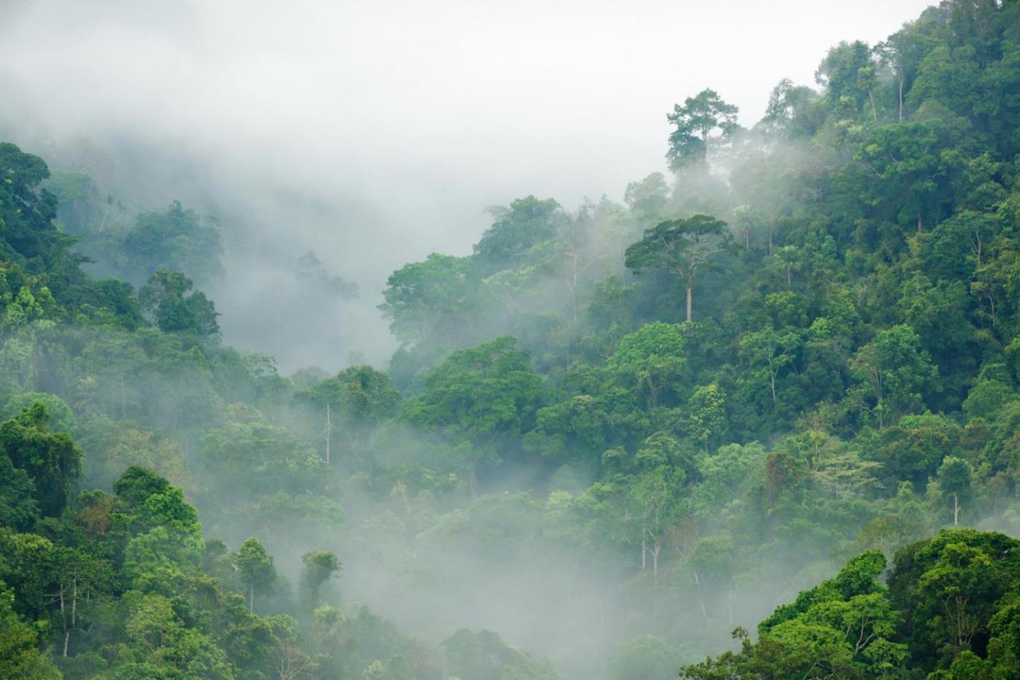 Tropical Forest