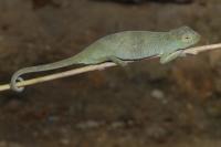 <em>Kinyongia rugegensis</em>
