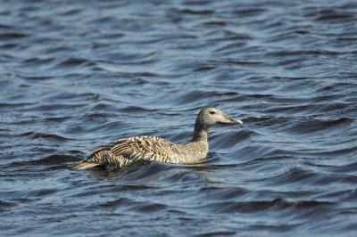 Female Common Eider