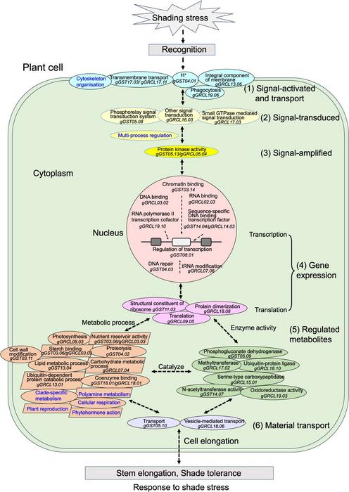 Possible module for genes in response to shade stress in the GZ-RIL population of soybean.