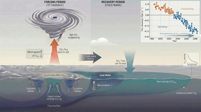 Tropical cyclones and the ocean carbon budget
