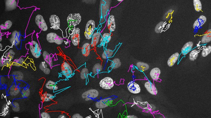 Cell tracking across multiple cell generations under the microscope