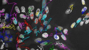 Cell tracking across multiple cell generations under the microscope