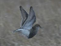 Sandpiper Courtship Flight