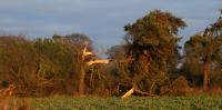Ternhill, Shropshire