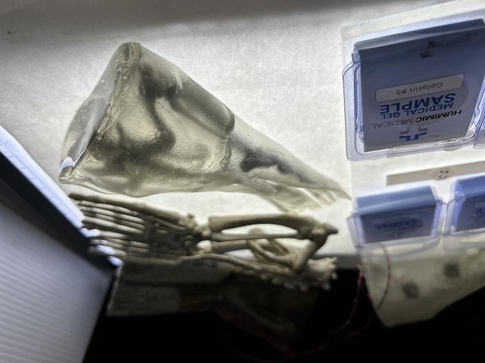 A 3D-printed sea lion pelvic region in the Active Materials and Smart Living Lab.