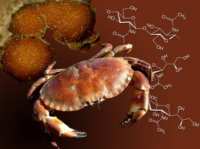 Turning Chitin into Pharmaceuticals
