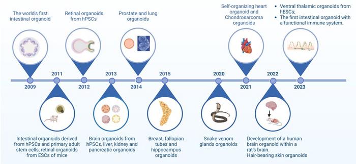 Iconic events of organoids development