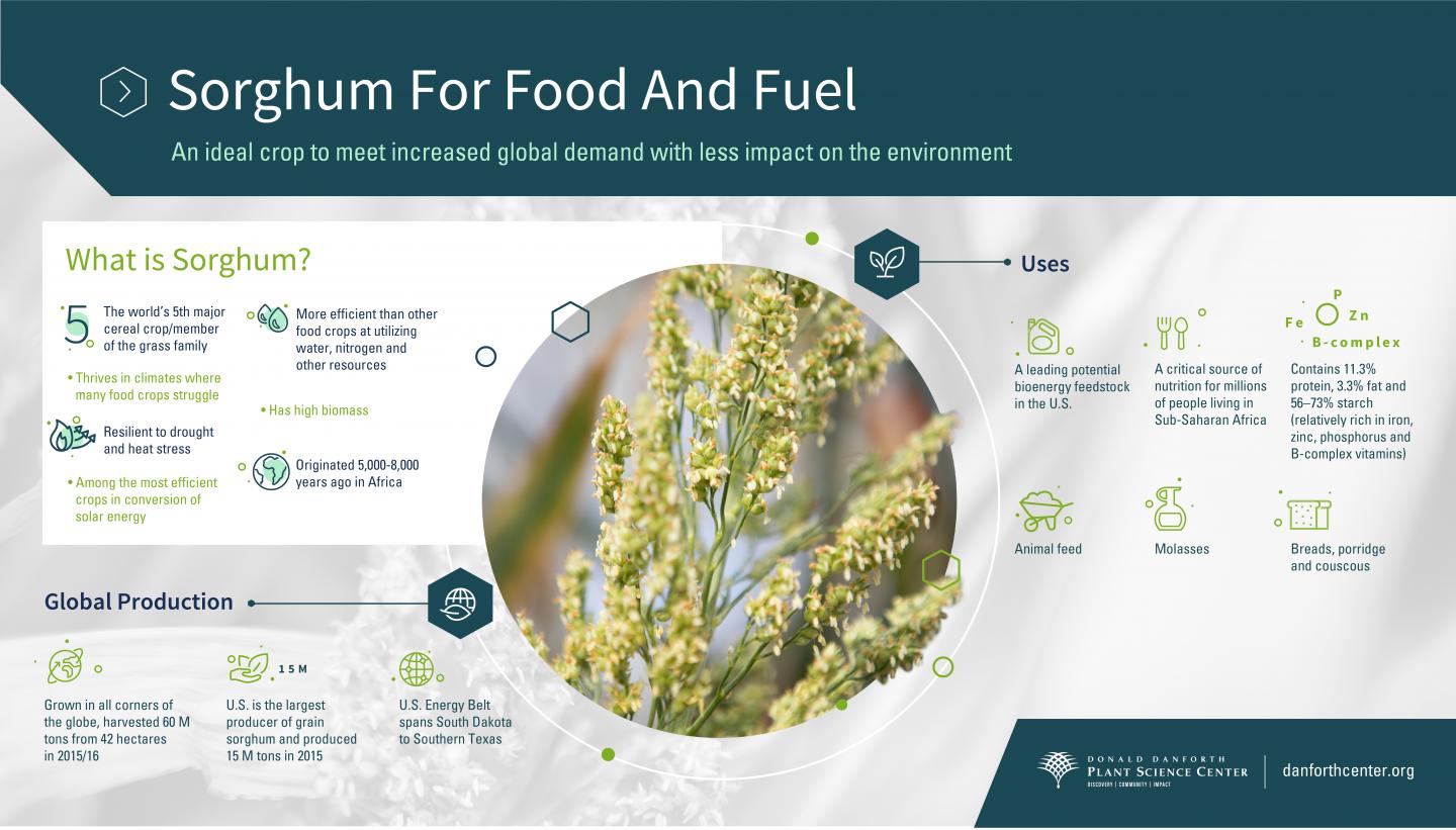 Sorghum Infographic